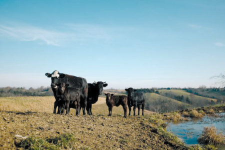 BLM whistleblower reinstated in Nevada grazing dispute