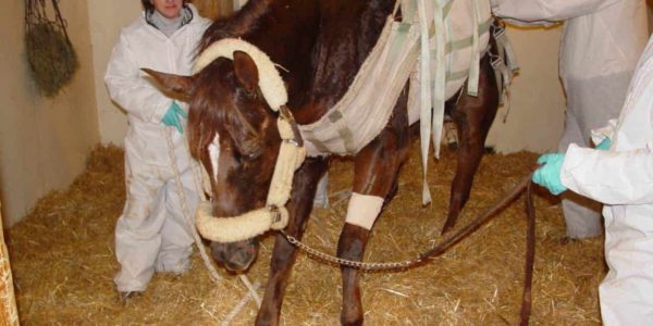 Veterinarians confirm 1st case of horse herpes in Utah