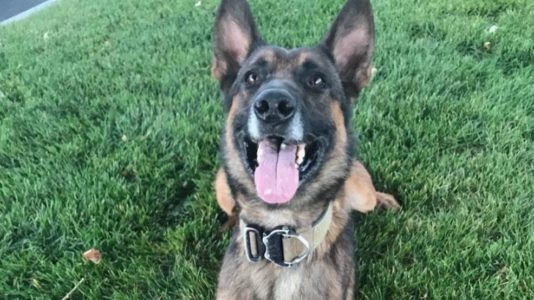 Memorial set for Utah K-9 killed after running into traffic