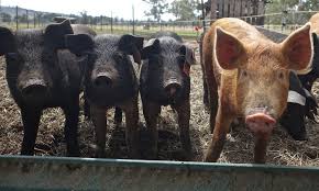 Dual venture doubles investment to convert pig refuse to power