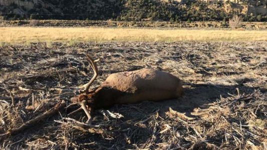 Utah officials seeking information on illegal killing of elk