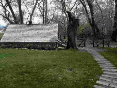 Wildlife biologists fly mule deer for herd-health project