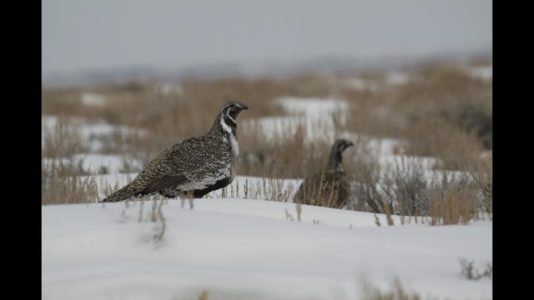 Report: Sage-grouse recovery to cost millions and take years