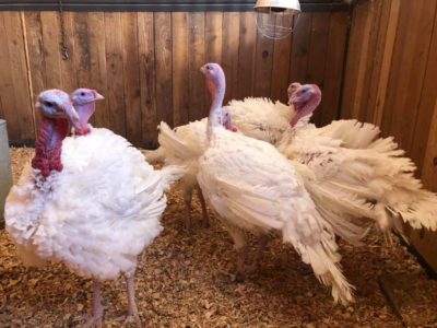 Over 100K Chickens And Turkeys Culled After Avian Flu Outbreak