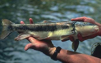 Imperiled Utah fish bouncing back after 18 years