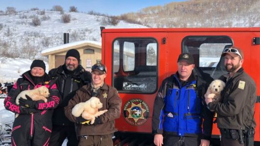 Animal rescuers retrieve puppies abandoned in Utah mountains