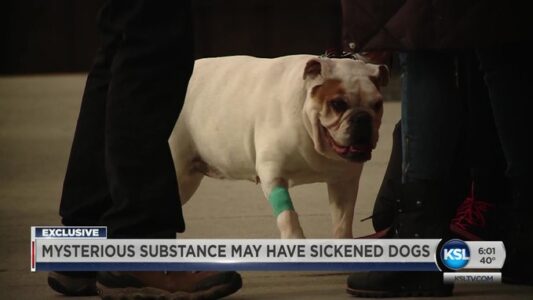 Mysterious Substance Potentially Sickens Midway Dogs