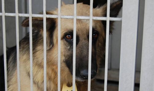 Local rescues decry county shipping animals to other states