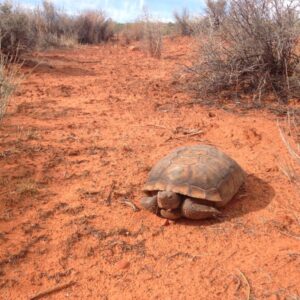 Utah Tortoise Population In Free Fall
