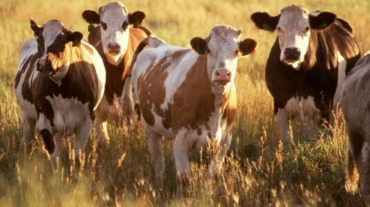 Court: Kansas “Ag-Gag” unconstitutionally bans free speech