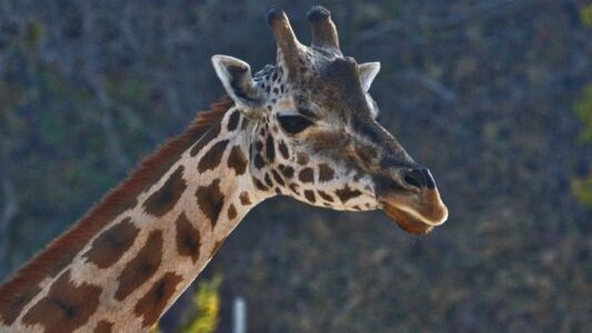 Salt Lake City zoo mourns death of giraffe, unborn calf