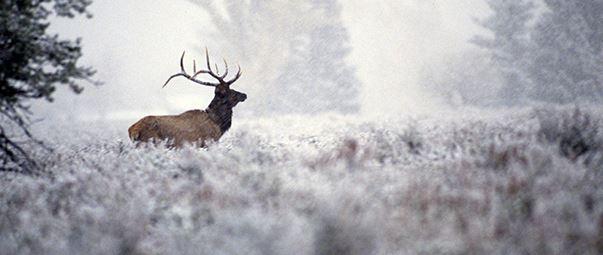 More than 1,000 Wildlife, Fish Illegally Harvested Last Year