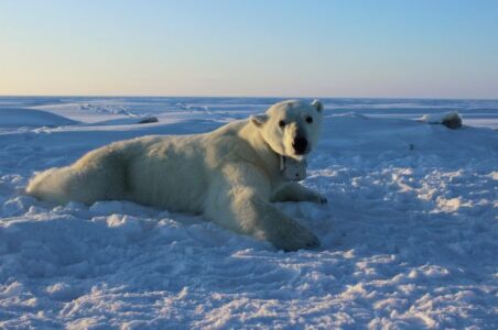 Researchers: Tool used to detect polar bear dens ineffective