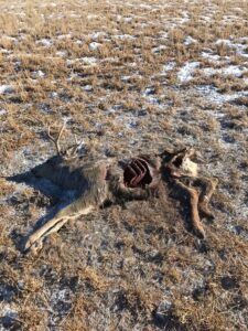 Eight Deer Poached In Wayne County Over Past Few Months, Per DWR