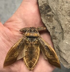 151 Million-Year-Old Prehistoric Insect Discovered In Utah, Researchers Say