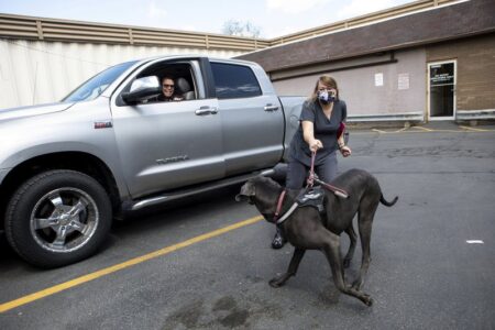Veterinary care for animals goes curbside during pandemic