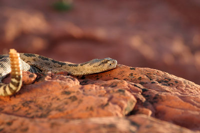 Hiker Flown To Hospital With Rattlesnake Bite Following 7-Hour Rescue Near Pine Valley