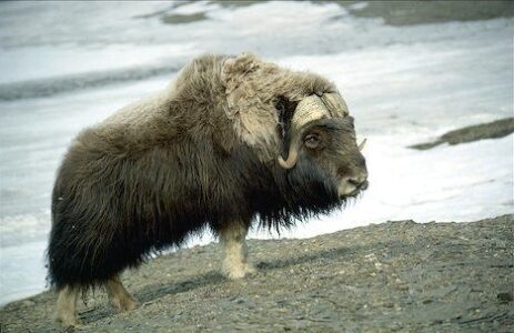 Ice Age musk ox? Nevada man finds bones in backyard