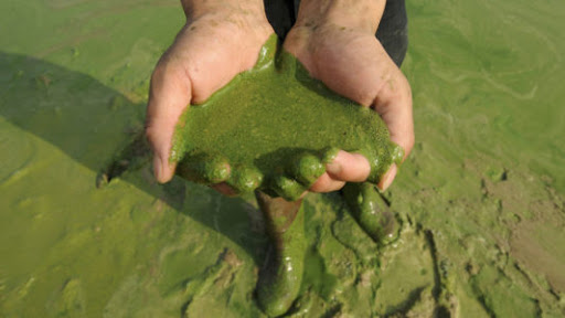 Hunters Should Use Caution Near Water With Algal Blooms