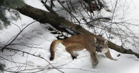 Utah officials plan on issuing more cougar hunting permits