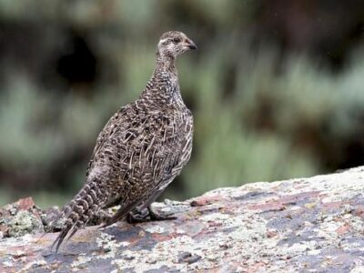 Suit seeks to force listing of bi-state grouse on NV-CA line