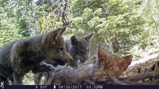 Correction: Gray Wolves-Endangered story