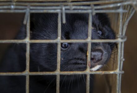Thousands of minks Dead in COVID outbreak on Utah farms