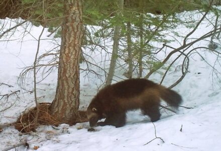 US officials: Climate change not a threat to rare wolverine