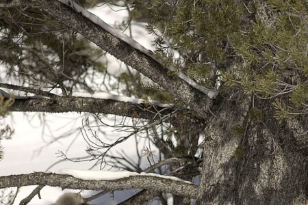 Dog Who Refused to Abandon Sheep in Logan Remembered in Book