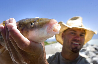 In this June 20, 2012, photo Chad Landress, a biologist with the Utah Division of Wildlife Resources, holds a June sucker in Utah. Twenty years ago, June suckers were well on their way to oblivion due to Utahns’ use of Utah Lake as a place to dump pollution and stock with sport fish and other nonnatives. Today, the suckers are coming back in the wake of costly efforts to clean up the lake’s degraded habitat, rid its water of invasive carp, raise suckers at secure refuges and hatcheries, and restore a major delta that is hoped to once again serve as a safe nursery for young fish. (Paul Fraughton/The Salt Lake Tribune via AP)
