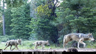 FILE - This June 29, 2017, file remote camera image provided by the U.S. Forest Service shows a female gray wolf and two of the three pups born in 2017 in the wilds of Lassen National Forest in Northern California. Trump administration officials on Thursday, Oct. 29, 2020, stripped Endangered Species Act protections for gray wolves in most of the U.S., ending longstanding federal safeguards and putting states in charge of overseeing the predators.  (U.S. Forest Service via AP, File)