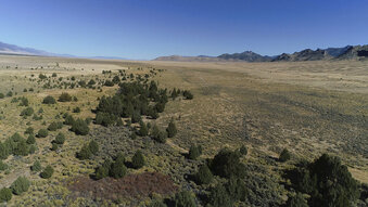 FILE - In this undated file photo is the Swamp Cedar Natural Area, a tribal site known as the swamp cedars, considered sacred by a number of Shoshone tribes in Ely, northeast Nevada. Lawmakers are considering strengthening protections for trees that Native Americans in northeastern Nevada consider sacred. The Duckwater and Ely Shoshone tribes have used swamp cedars in Spring Valley to memorialize their ancestors lost in three 19th century massacres and have long joined others in efforts to block a proposed pipeline that would siphon groundwater from rural valleys to Las Vegas. (Benjamin Spillman/The Reno Gazette-Journal via AP, File)