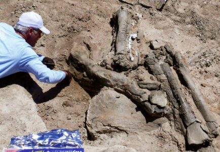 Mass fossil site may prove dinosaurs traveled in packs