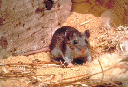 Agency Reports Navajo Nation’s First Hantavirus Case of 2021