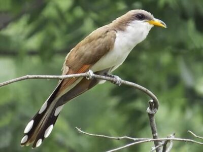 US Sets Aside Habitat Critical for Survival of Rare Songbird