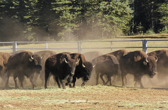 FILE - In this Sept. 13, 2019, file photo, provided by the National Park Service, bison enter a corral on the North Rim of Grand Canyon National Park, Ariz. The National Park Service is opening a rare opportunity for skilled volunteers to help reduce the population of bison that are roaming the far reaches of Arizona. Thousands of people are expected to apply for one of 12 spots to lethally remove bison later this year at Grand Canyon National Park. (Bryan Maul/National Park Service via AP, File)