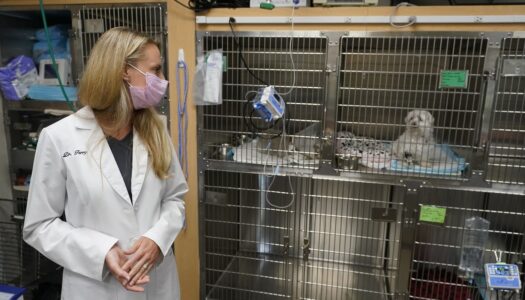 covid-19 pet boom has veterinarians backlogged, burned out