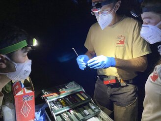Myotis Bat caught by Utah Division of Natural Resources are surveyed Wednesday, May 26, 2021.  Utah biologists are working to protect bats from a fungus called White Nose Syndrome. It attacks the skin of the bats while they hibernate and wakes them.   (Elle Cabrera /The Spectrum via AP)