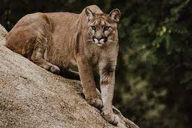 Drought Contributing to More Cougar Sightings, Police Say