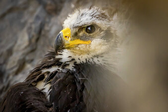 A 6 1/2- to 7-week-old golden eagle nestling peers out from its nest in Tooele County, Utah, Thursday, June 17, 2021.(Spenser Heaps/The Deseret News via AP)