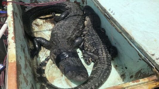 Alligator Pulls Handler Into Enclosure in Front of Guests