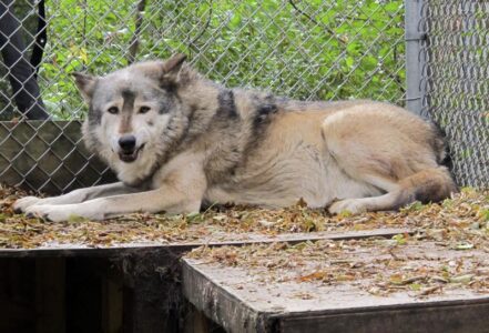6 tribes sue Wisconsin to try to stop November wolf hunt