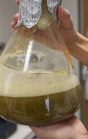 Great Salt Lake home could yield new medicinal discoveries