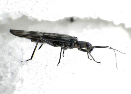 Rare Rocky Mountain insects will need snowfields to survive