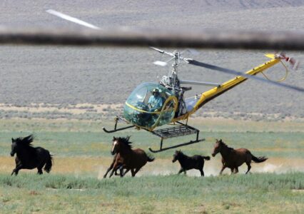 US judge may suspend mustang roundup in Nevada; suit pending