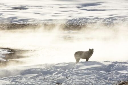 Montana considers hunt limits 23 Yellowstone wolves killed