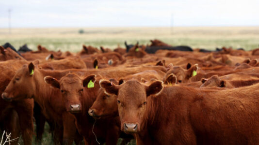 Thousands of cattle dead amid continuing heat wave