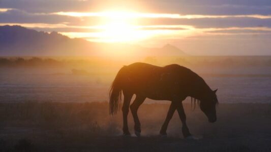 BLM speeds up planned gather of wild horses in Colorado