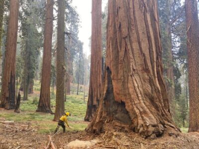 Yosemite wildfire moving east into Sierra National Forest