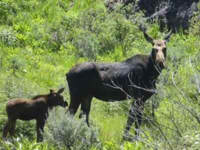 Moose on the move, migrating to Nevada from Idaho, Utah